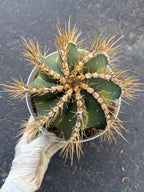 Large Astrophytum Ornatum Cactus 8-Inch | Rare Live Cactus #927