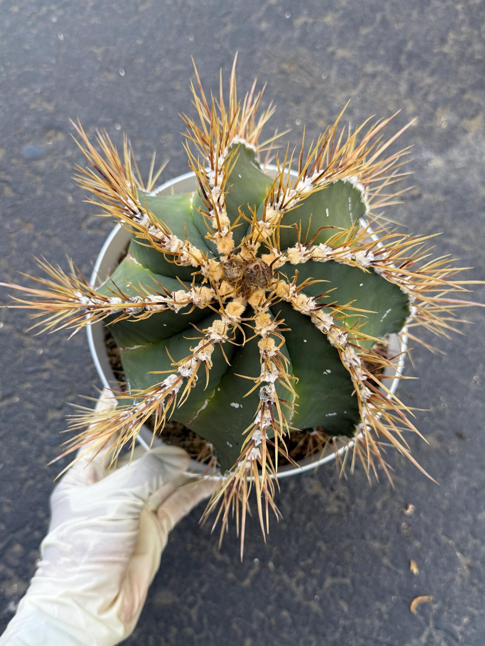 8” Astrophytum Ornatum Large | Rare Plant | Live Cactus