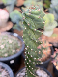 Spiral Columnar Cactus Rare Live Plant – 18" Tall Exact Plant #922