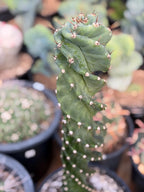 Spiral Columnar Cactus Rare Live Plant – 18" Tall Exact Plant #922