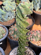 Spiral Columnar Cactus Rare Live Plant – 18" Tall Exact Plant #922