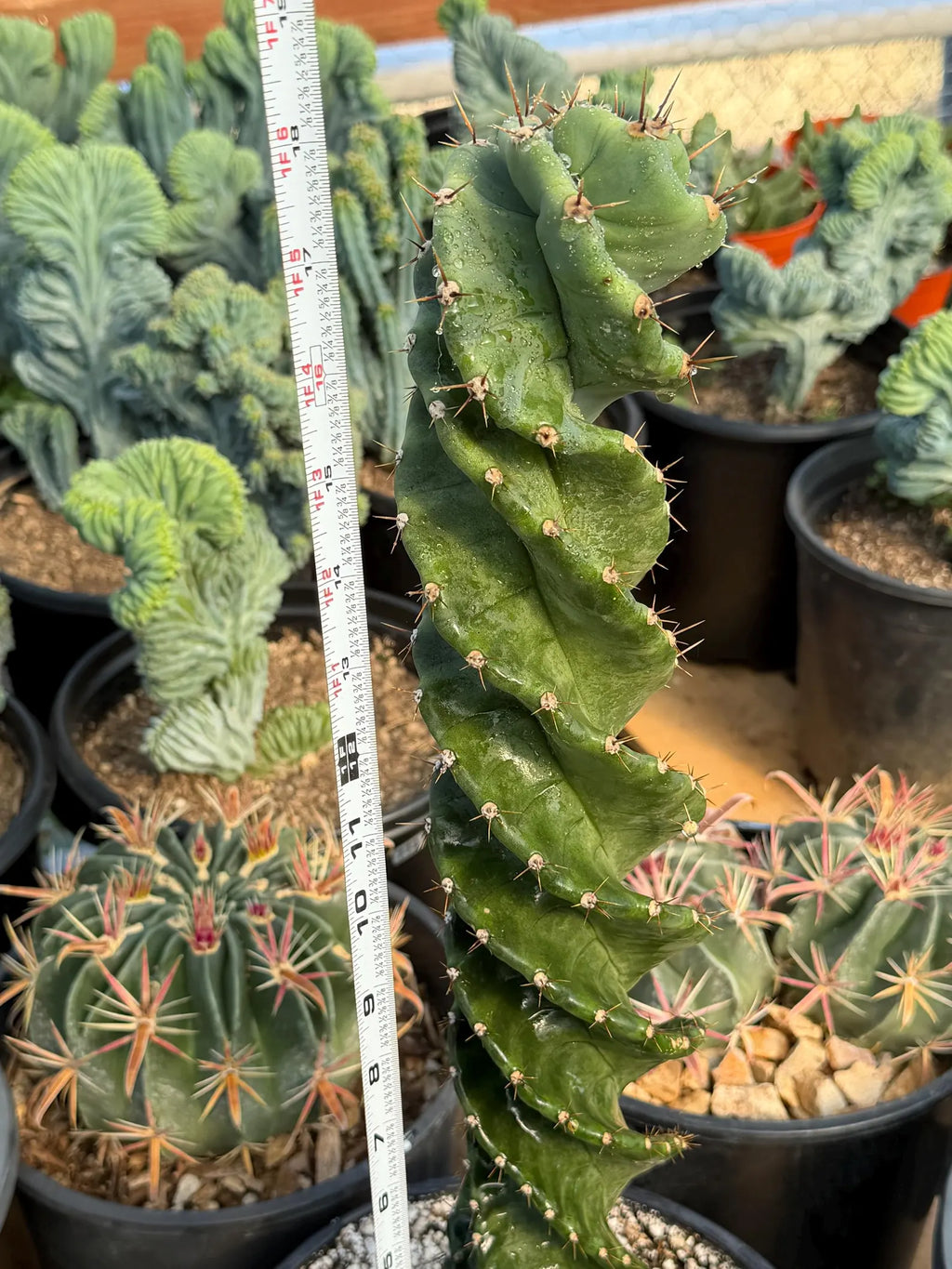 Spiral Columnar Cactus Rare Live Plant – 18" Tall Exact Plant #922