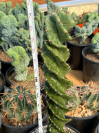 Spiral Columnar Cactus Rare Live Plant – 18" Tall Exact Plant #922