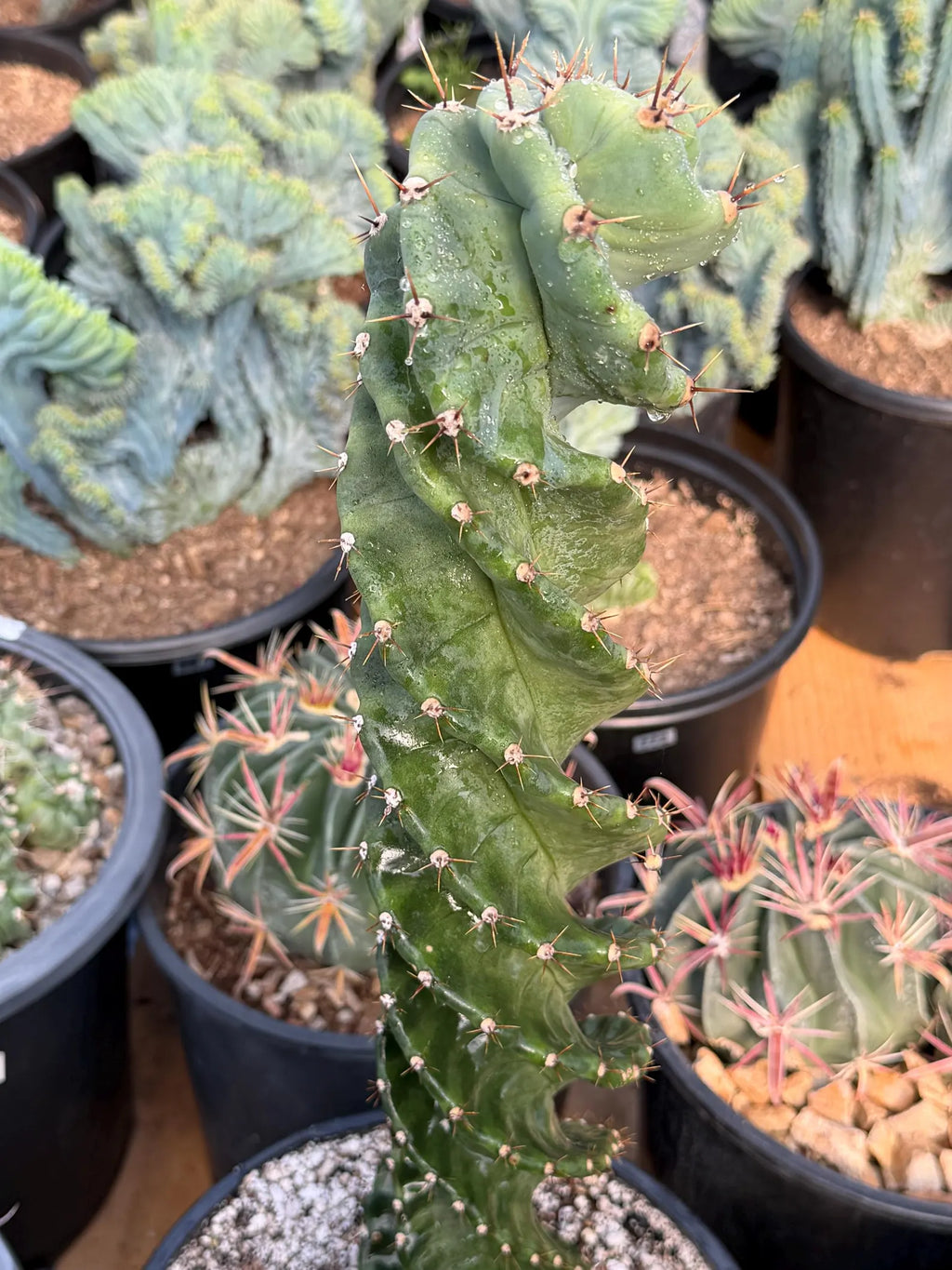 Spiral Columnar Cactus Rare Live Plant – 18" Tall Exact Plant #922