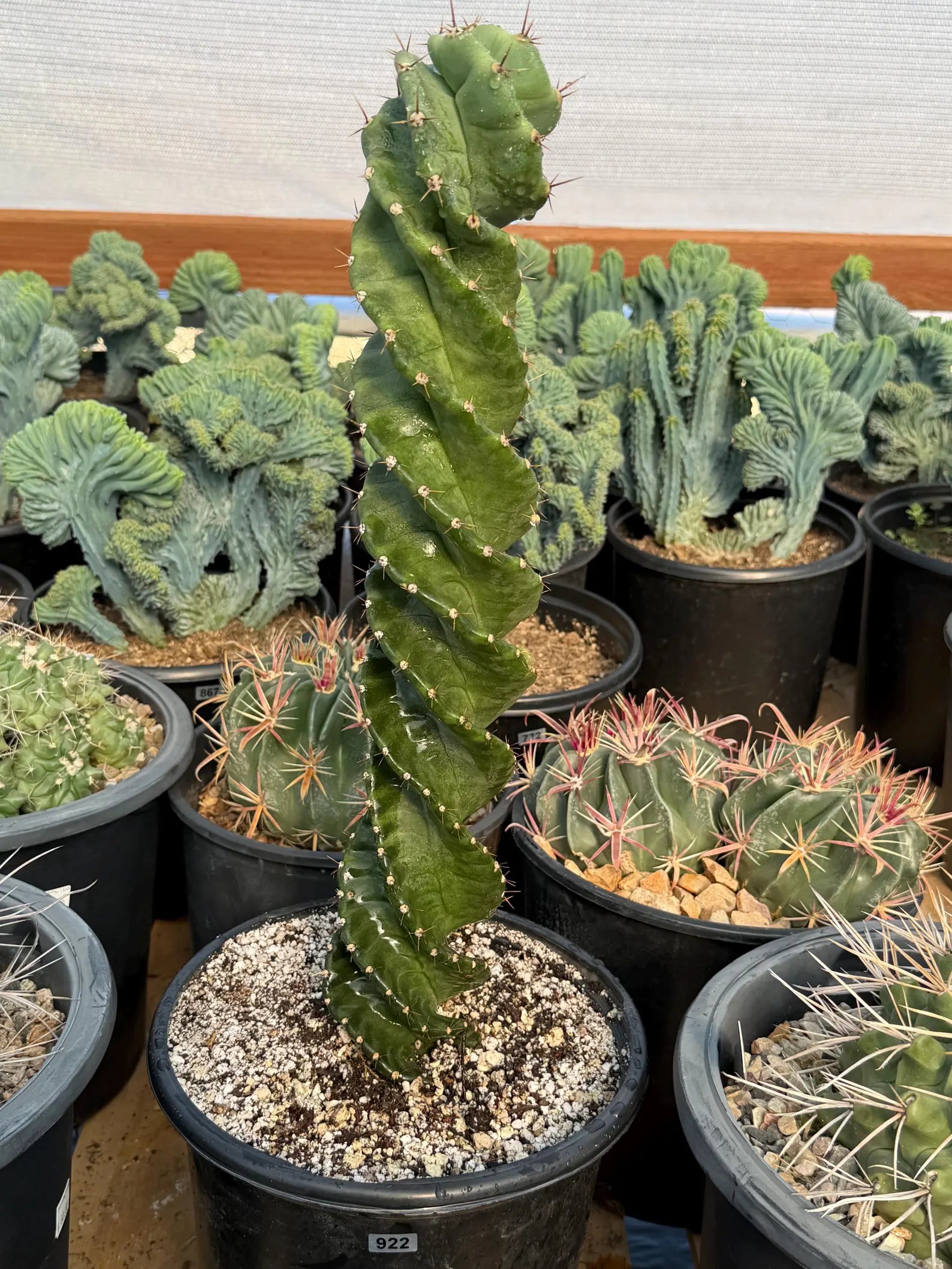 Spiral Columnar Cactus Rare Live Plant – 18" Tall Exact Plant #922