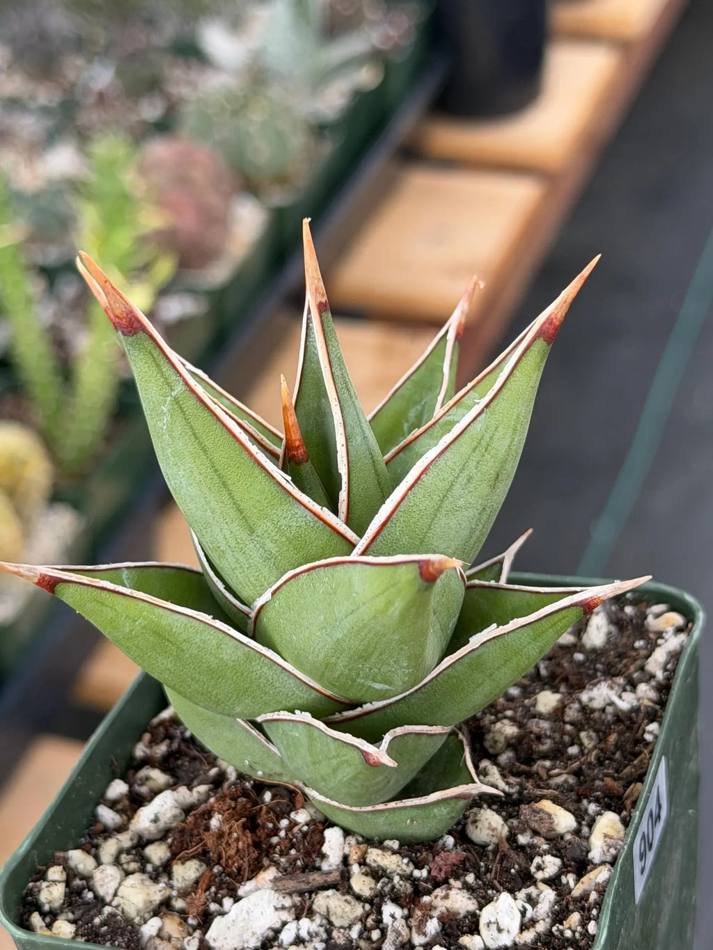 Variegated Sansevieria Pinguicula Live Plant #904