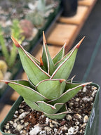 Variegated Sansevieria Pinguicula Live Plant #904