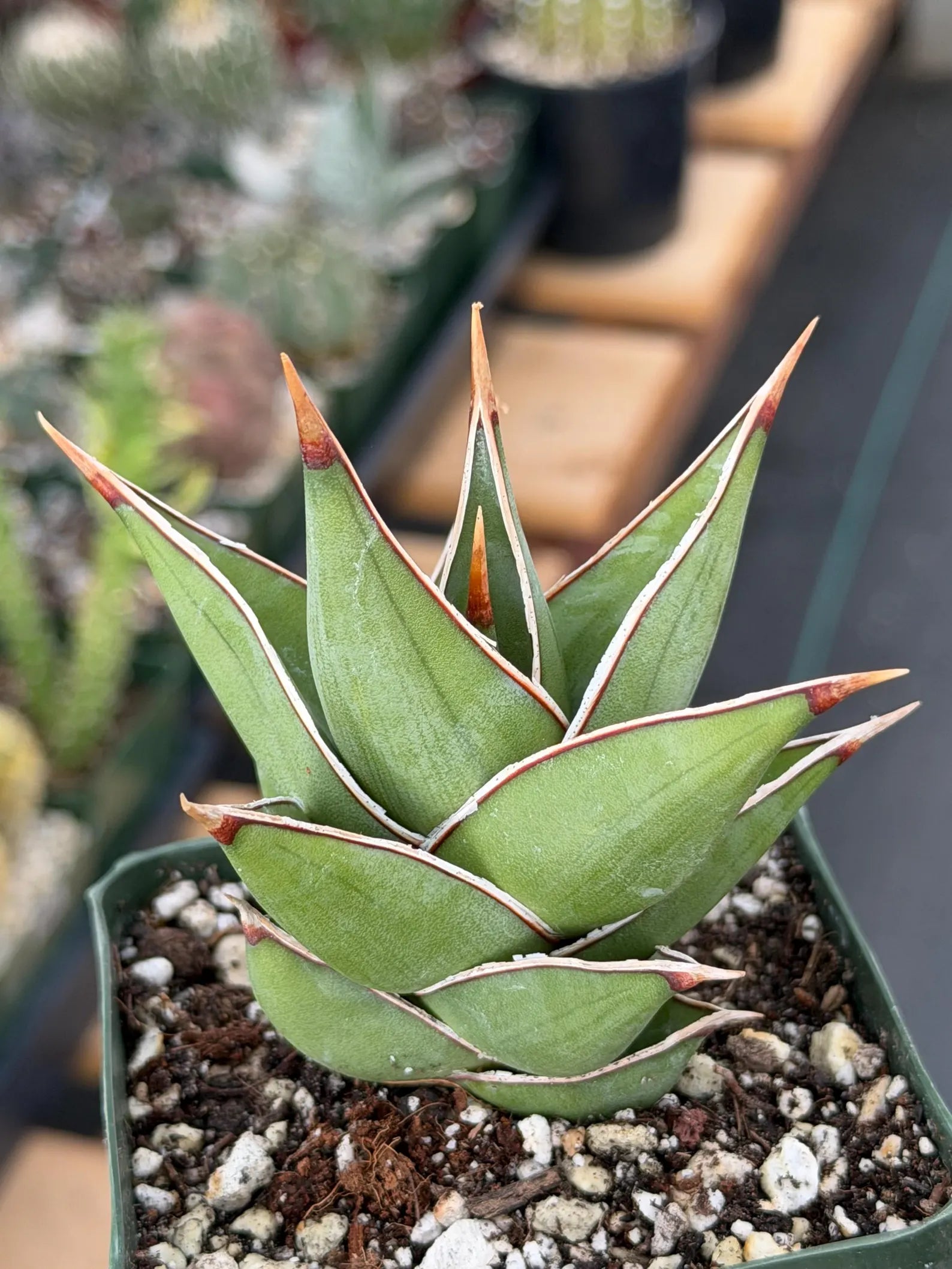 Variegated Sansevieria Pinguicula Live Plant #904