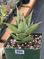 Variegated Sansevieria Pinguicula Live Plant #904