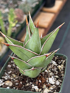 Variegated Sansevieria Pinguicula Live Plant #904