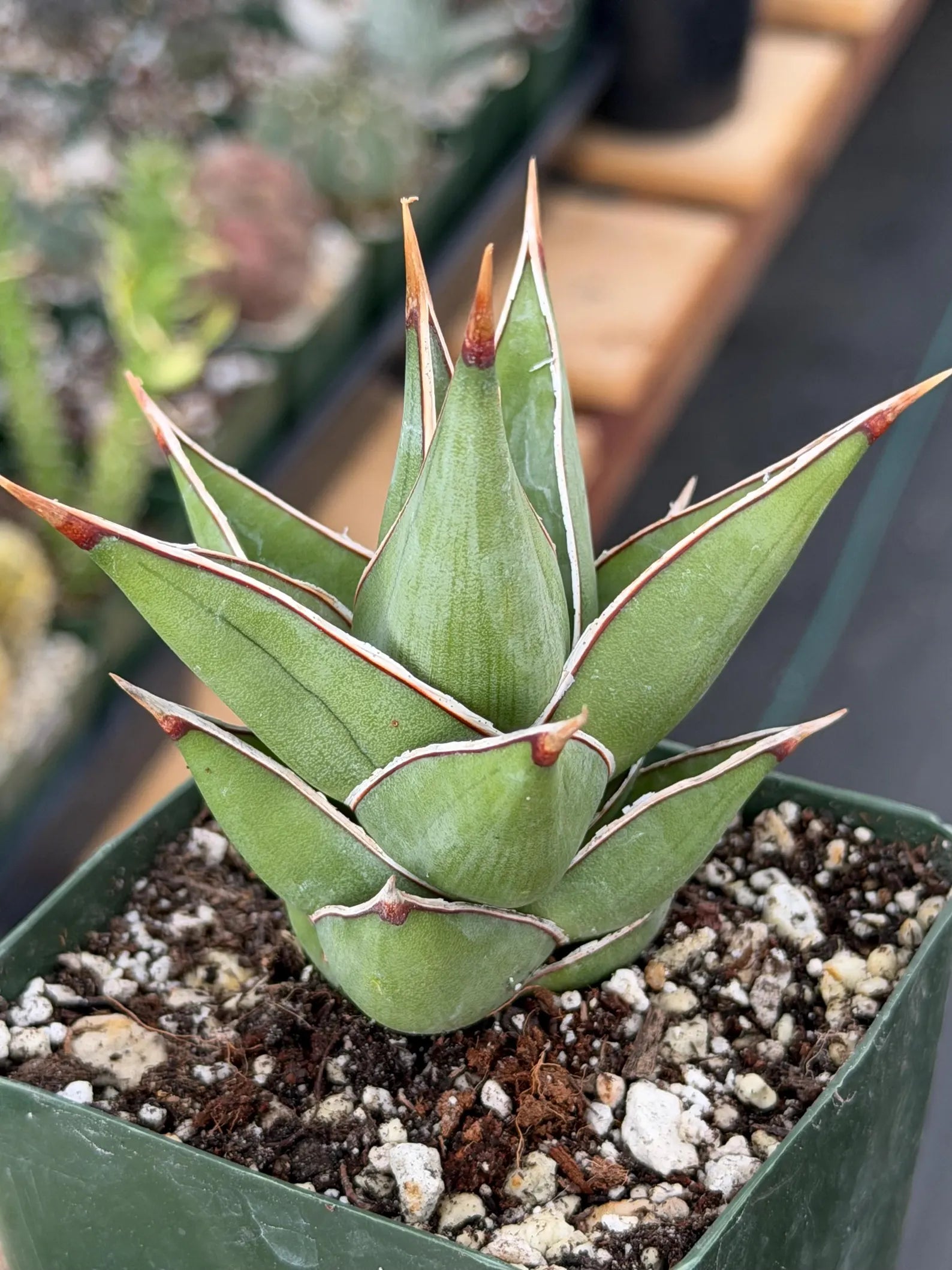 Variegated Sansevieria Pinguicula Live Plant #904