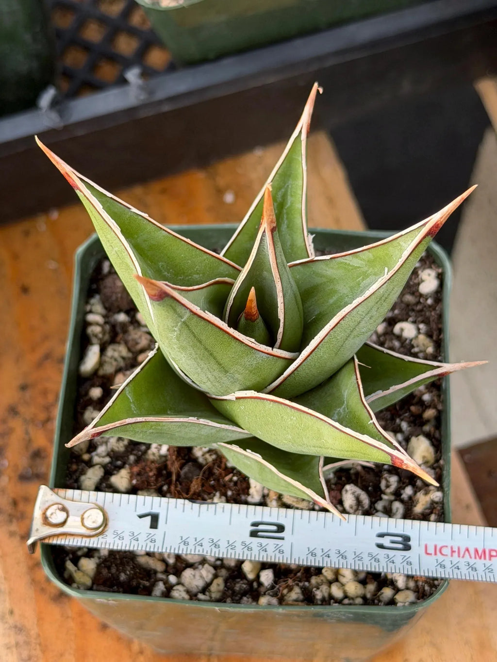Variegated Sansevieria Pinguicula Live Plant #904