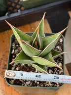 Variegated Sansevieria Pinguicula Live Plant #904