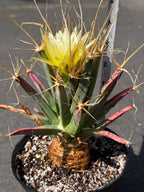 Leuchtenbergia Principis Live Cactus | Rare Seed Grown Specimen | Easy Care Plant #923