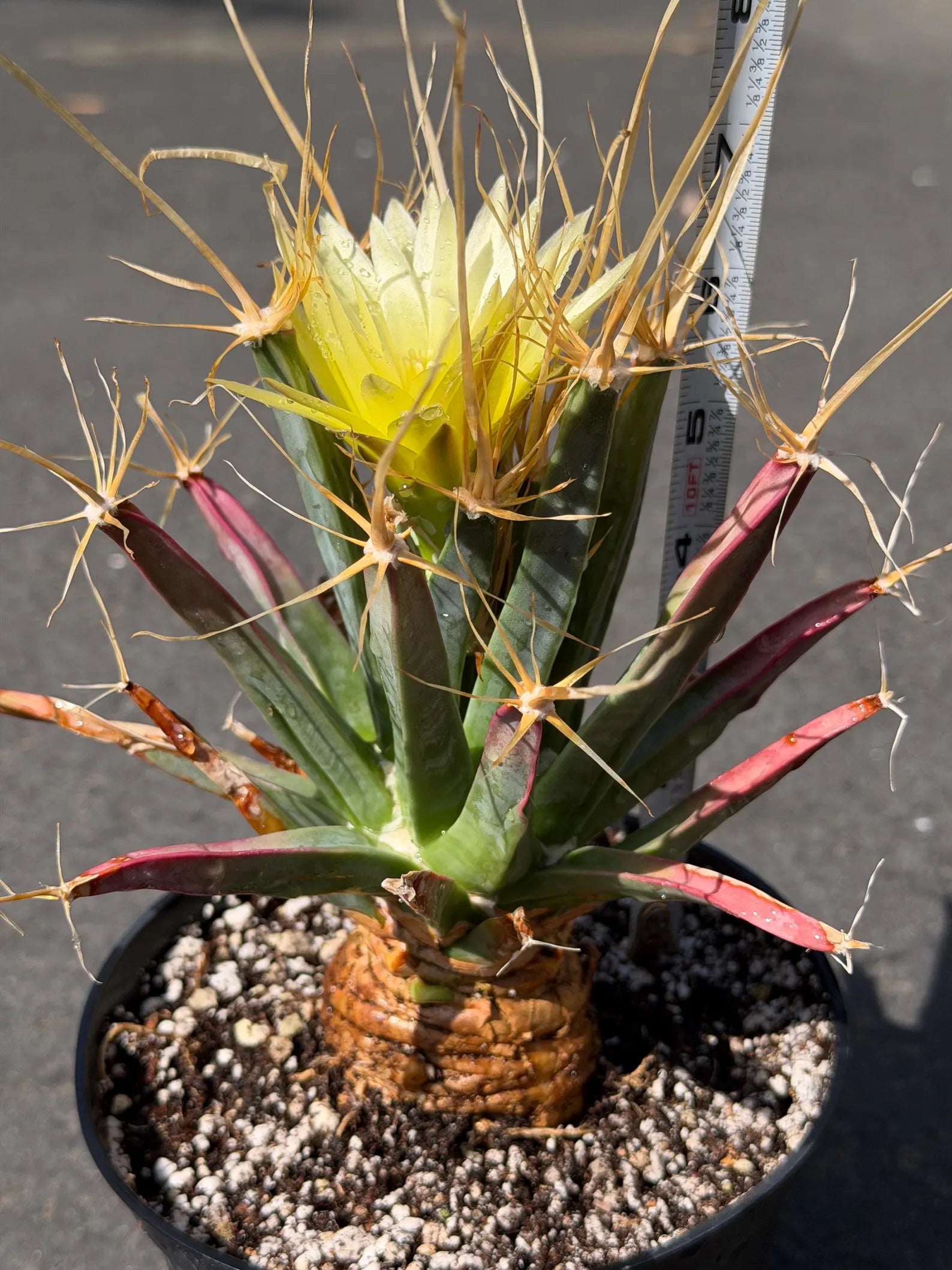 Leuchtenbergia Principis Live Cactus | Rare Seed Grown Specimen | Easy Care Plant #923