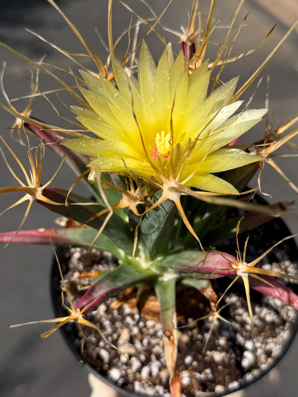 Leuchtenbergia Principis Live Cactus | Rare Seed Grown Specimen | Easy Care Plant #923