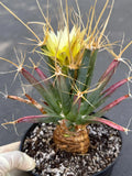 Leuchtenbergia Principis Live Cactus | Rare Seed Grown Specimen | Easy Care Plant #923