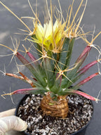Leuchtenbergia Principis Live Cactus | Rare Seed Grown Specimen | Easy Care Plant #923
