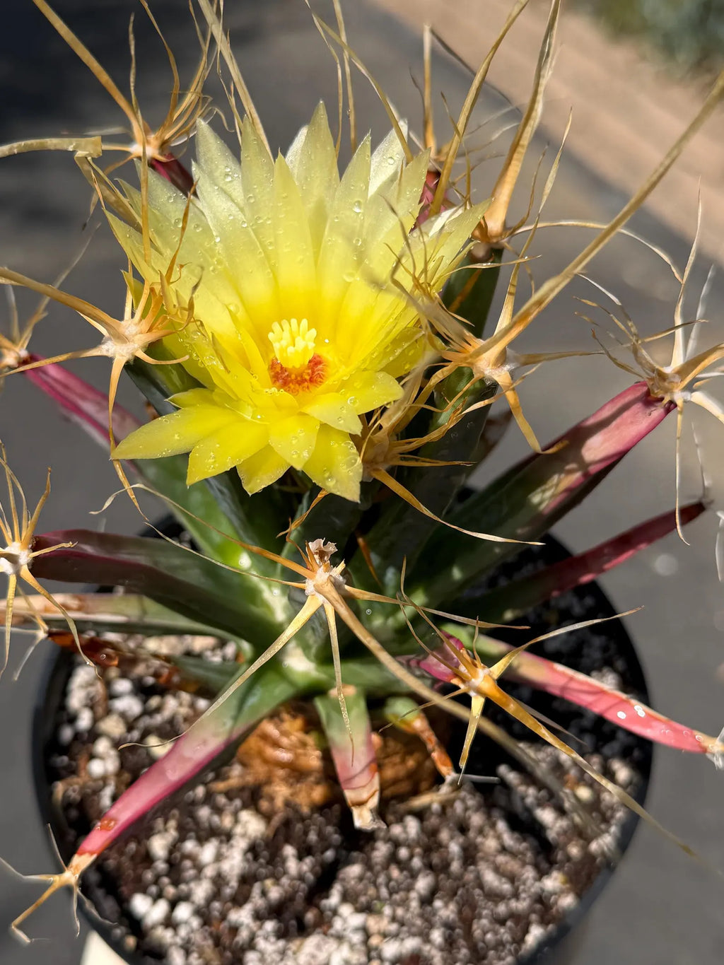 Leuchtenbergia Principis Live Cactus | Rare Seed Grown Specimen | Easy Care Plant #923