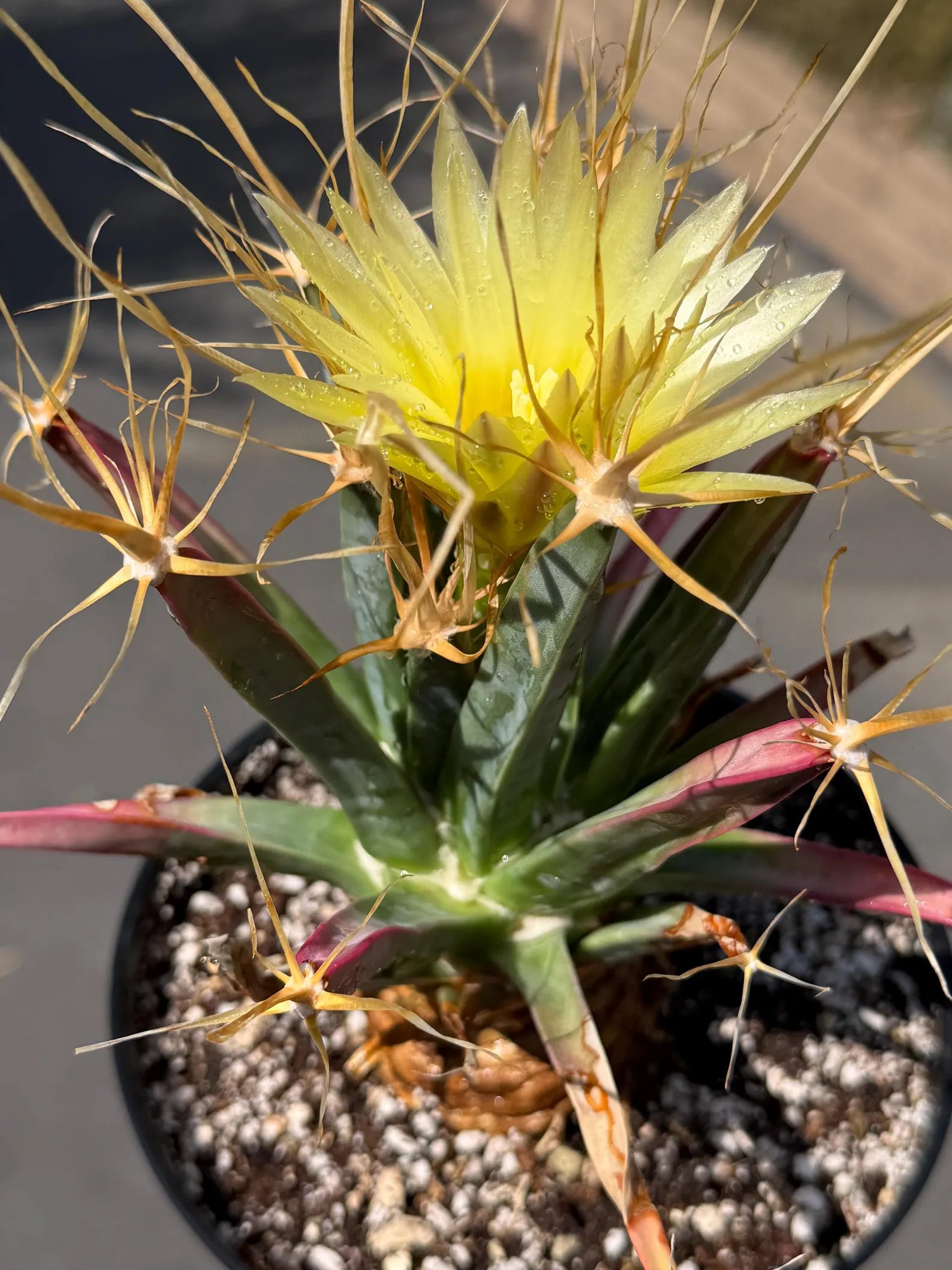Leuchtenbergia Principis Live Cactus | Rare Seed Grown Specimen | Easy Care Plant #923