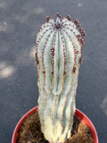 Rare Euphorbia Snowflake Cactus | Large Blue-Green Live Succulent | 8-Inch Collector Plant