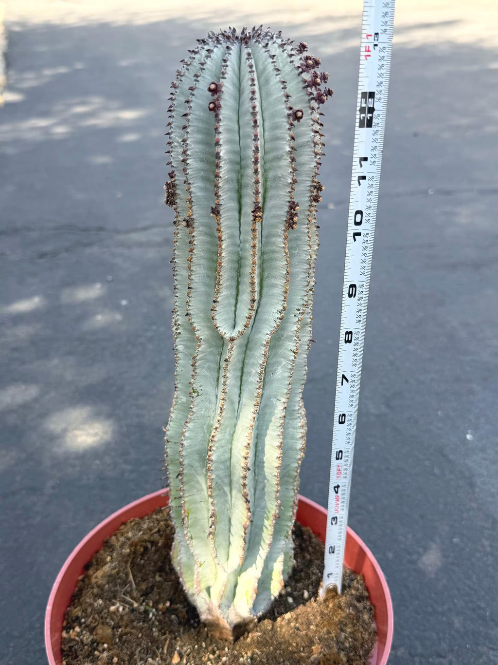 Rare Euphorbia Snowflake Cactus | Large Blue-Green Live Succulent | 8-Inch Collector Plant