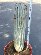 Rare Euphorbia Snowflake Cactus | Large Blue-Green Live Succulent | 8-Inch Collector Plant