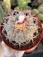 Echinocactus Horizonthalonius #118 | Rare Devil's Head Cactus | 6" Live Plant