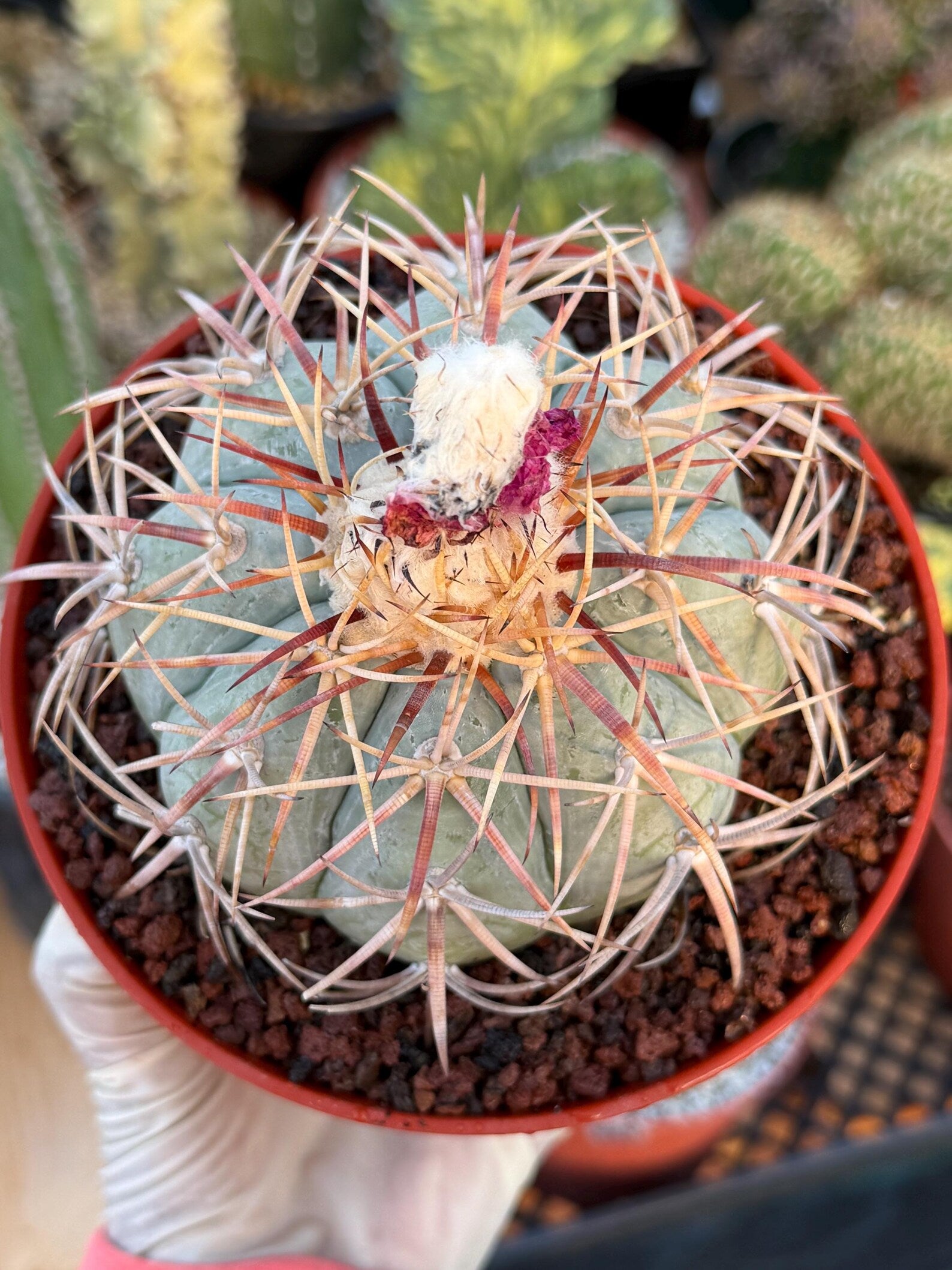 Echinocactus Horizonthalonius #118 | Rare Devil's Head Cactus | 6" Live Plant