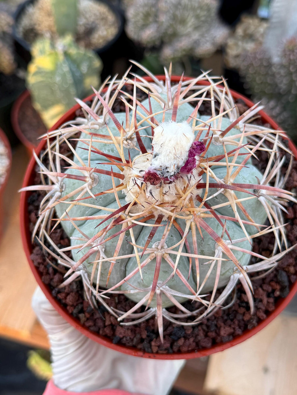 Echinocactus Horizonthalonius #118 | Rare Devil's Head Cactus | 6" Live Plant
