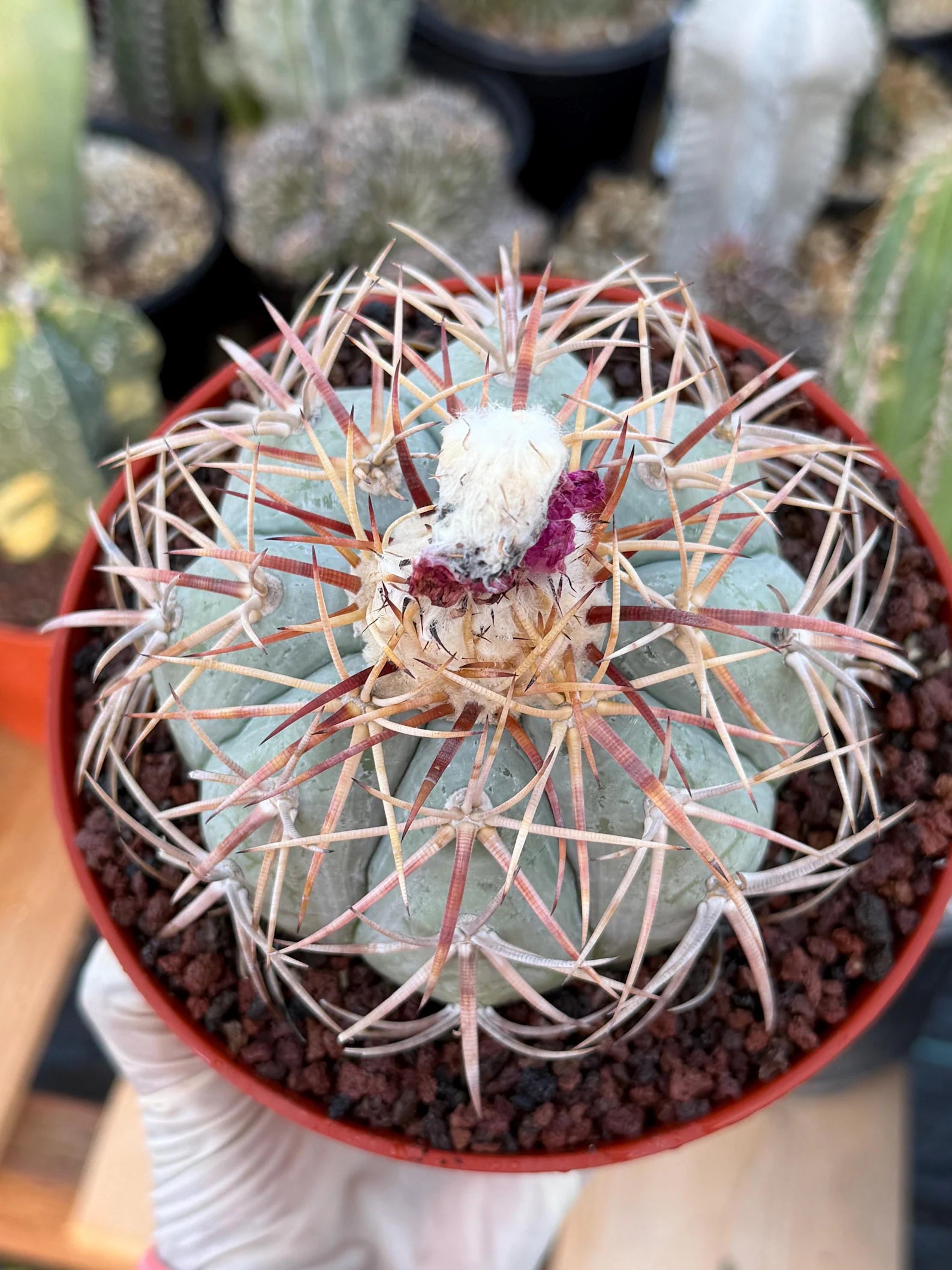 Echinocactus Horizonthalonius #118 | Rare Devil's Head Cactus | 6" Live Plant
