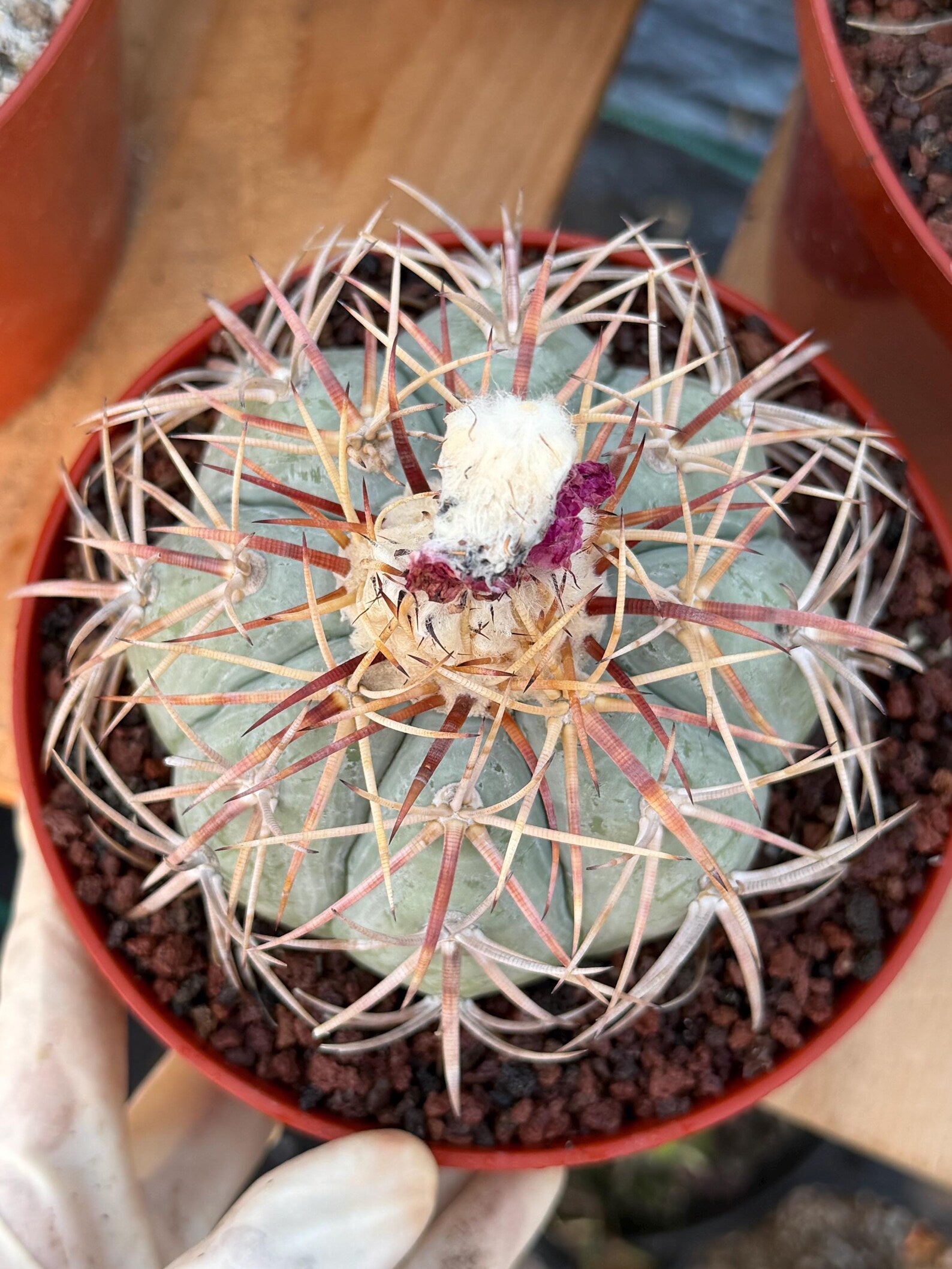 Echinocactus Horizonthalonius #118 | Rare Devil's Head Cactus | 6" Live Plant
