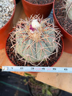 Echinocactus Horizonthalonius #118 | Rare Devil's Head Cactus | 6" Live Plant