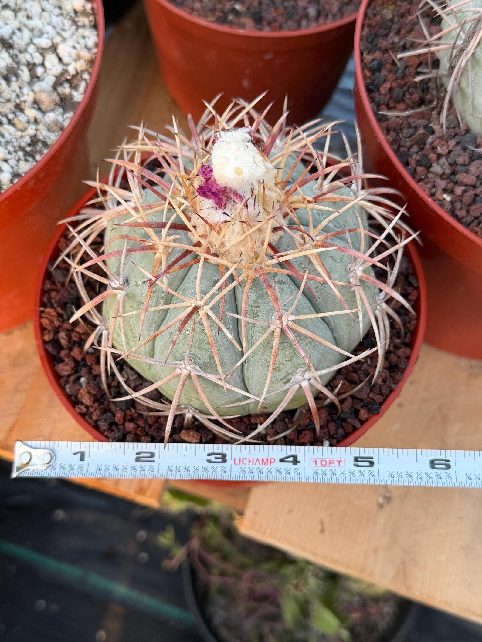 Echinocactus Horizonthalonius #118 | Rare Devil's Head Cactus | 6" Live Plant