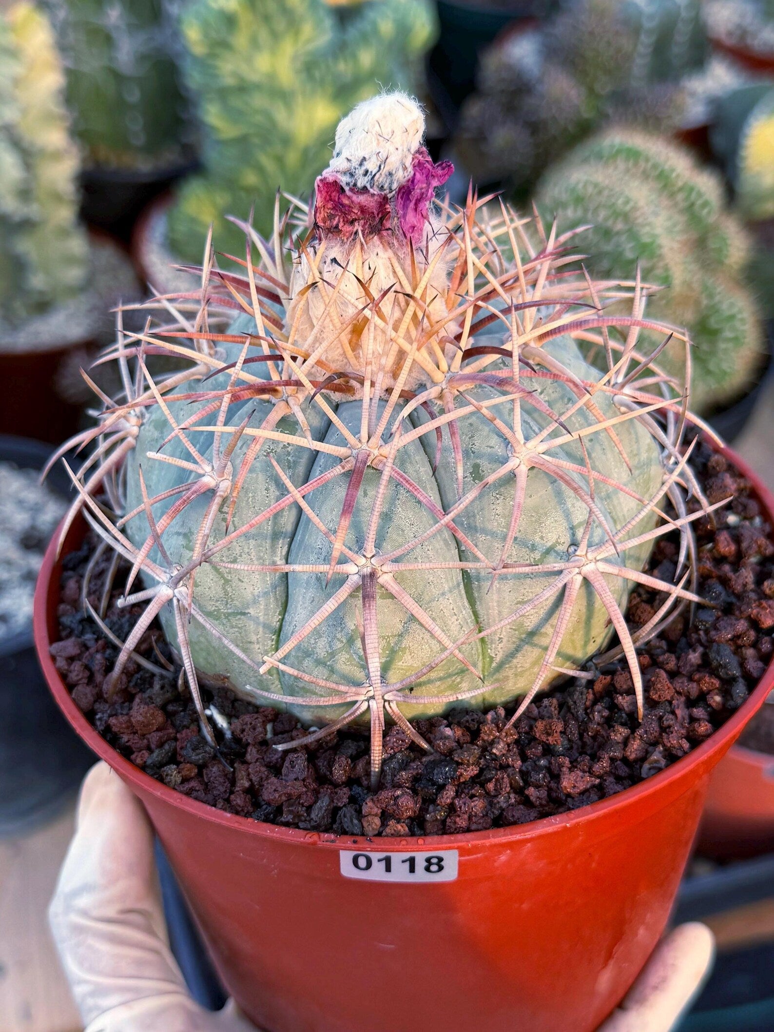 Echinocactus Horizonthalonius #118 | Rare Devil's Head Cactus | 6" Live Plant