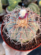 Echinocactus Horizonthalonius #118 | Rare Devil's Head Cactus | 6" Live Plant