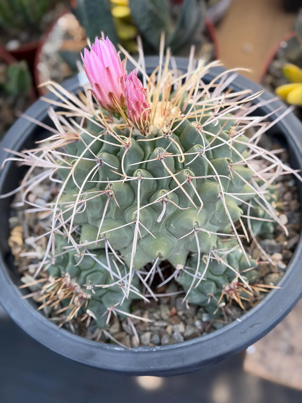 Thelocactus Rinconensis Cluster #42 | Seed Grown Rare Cactus