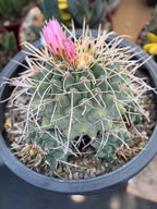 Thelocactus Rinconensis Cluster #42 | Seed Grown Rare Cactus