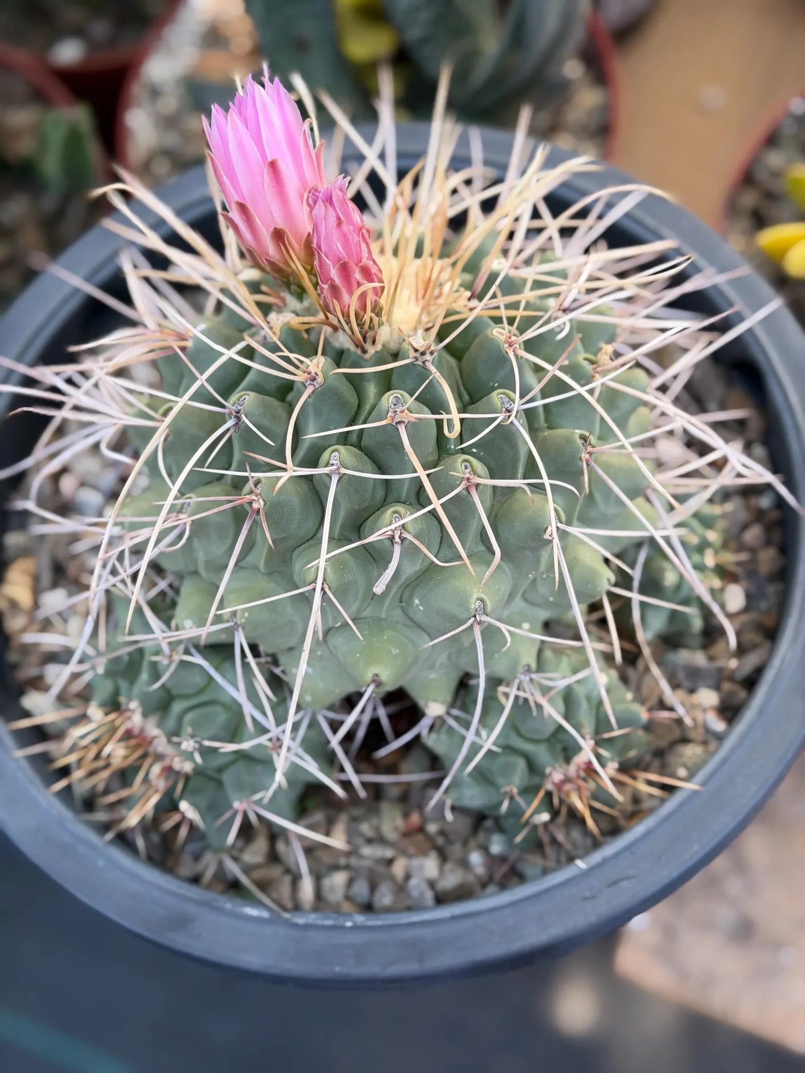 Thelocactus Rinconensis Cluster #42 | Seed Grown Rare Cactus