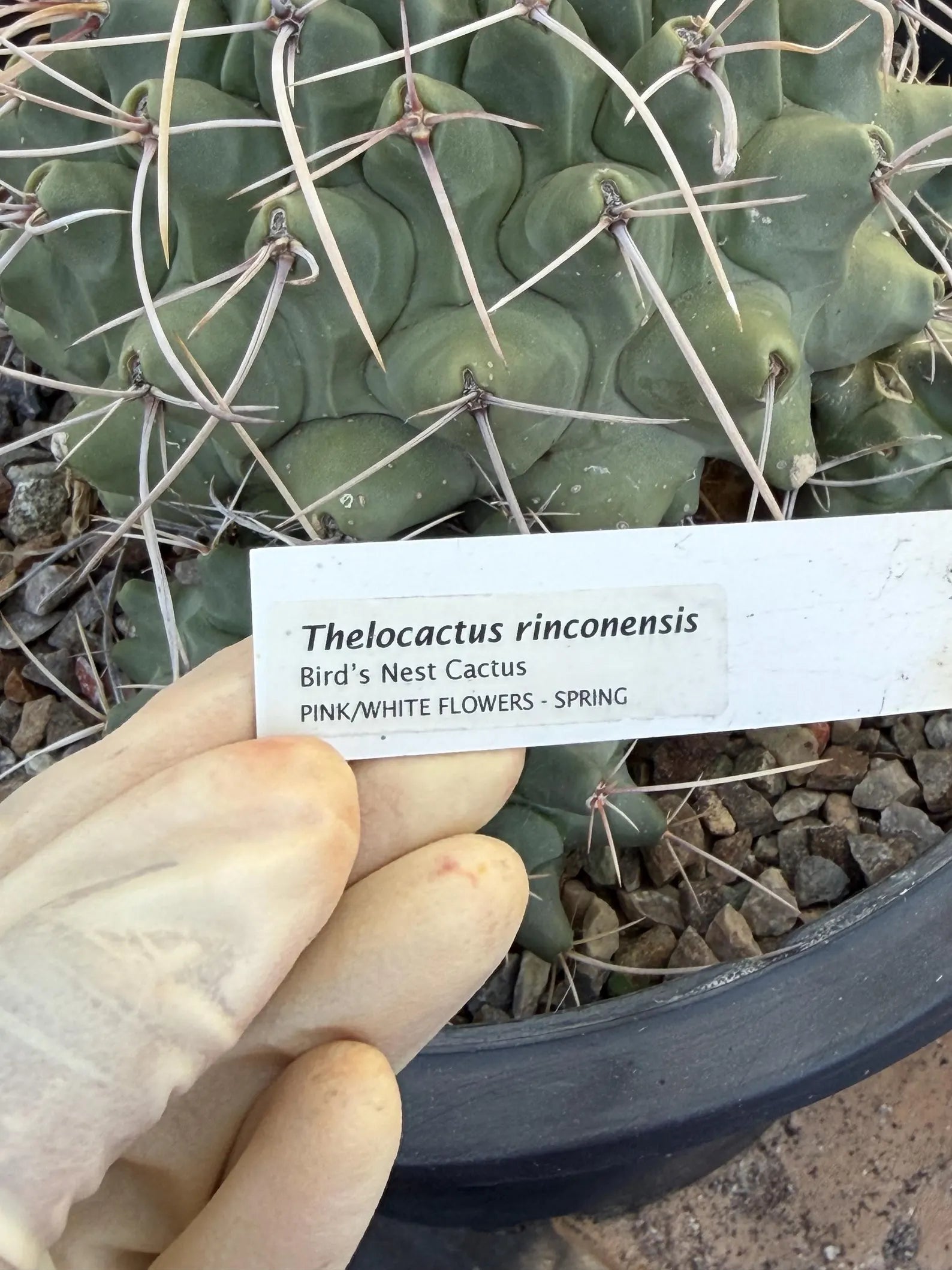 Thelocactus Rinconensis Cluster #42 | Seed Grown Rare Cactus