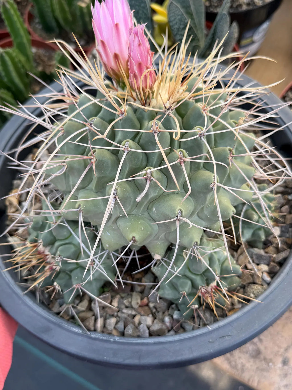 Thelocactus Rinconensis Cluster #42 | Seed Grown Rare Cactus