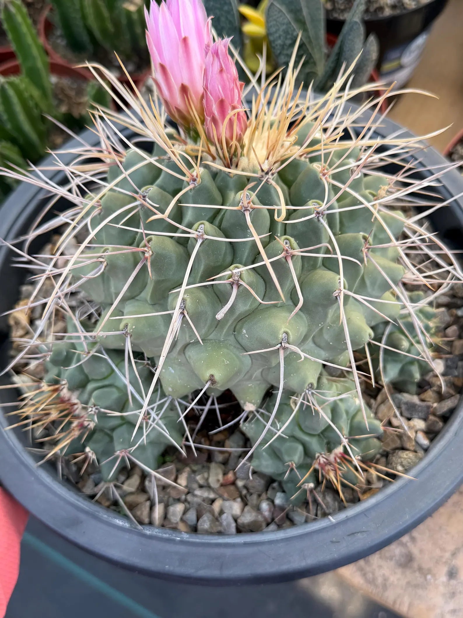 Thelocactus Rinconensis Cluster #42 | Seed Grown Rare Cactus