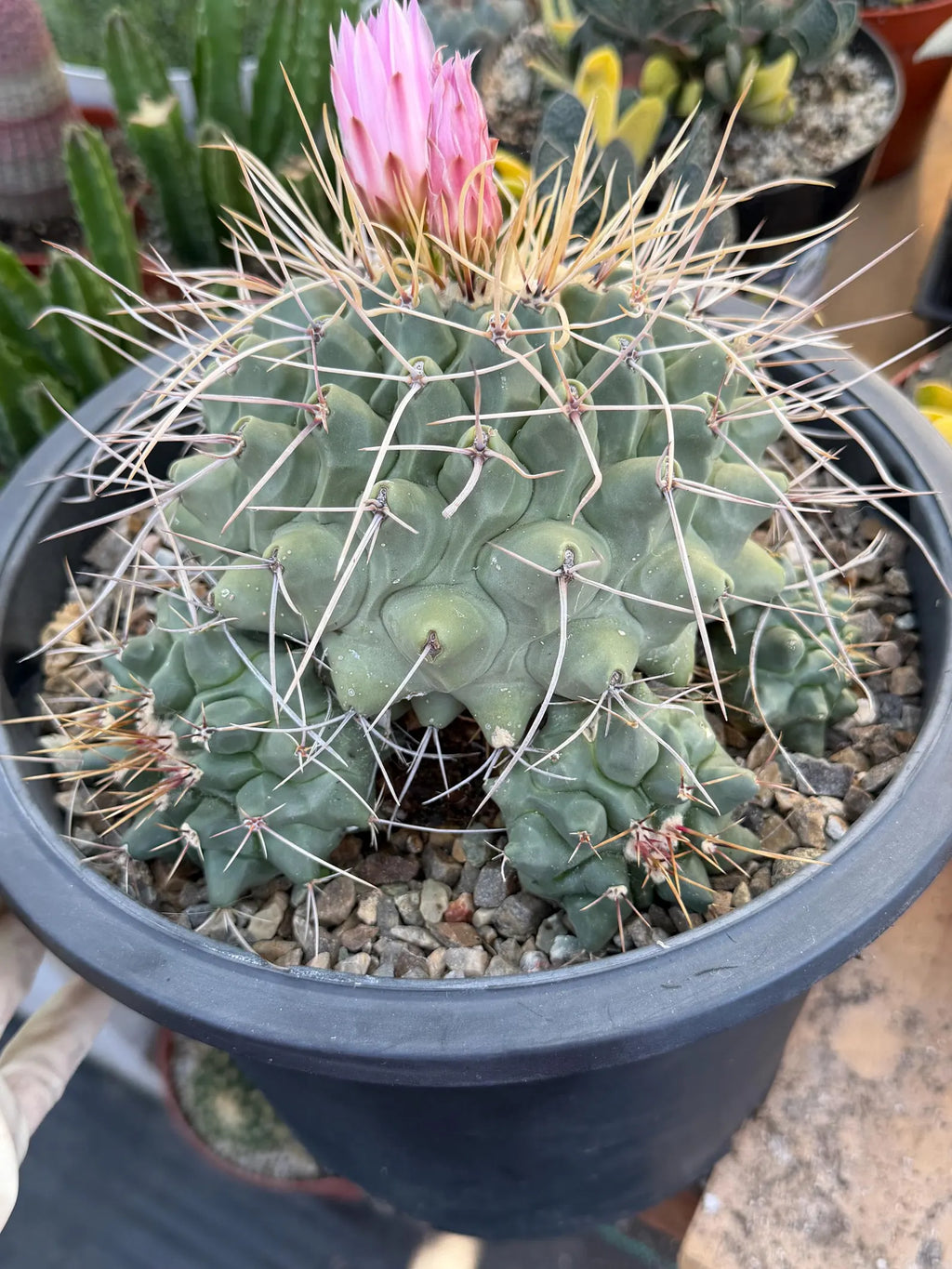 Thelocactus Rinconensis Cluster #42 | Seed Grown Rare Cactus