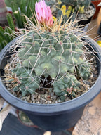 Thelocactus Rinconensis Cluster #42 | Seed Grown Rare Cactus