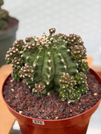 Gymnocalycium Transformer XXL Rare Cactus – Live Plant #570
