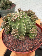 Gymnocalycium Transformer XXL Rare Cactus – Live Plant #570