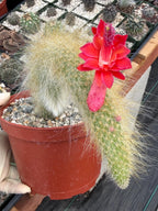 Hairy Monkey Tail Cactus with Pup #200 | Fuzzy Trailing Cactus