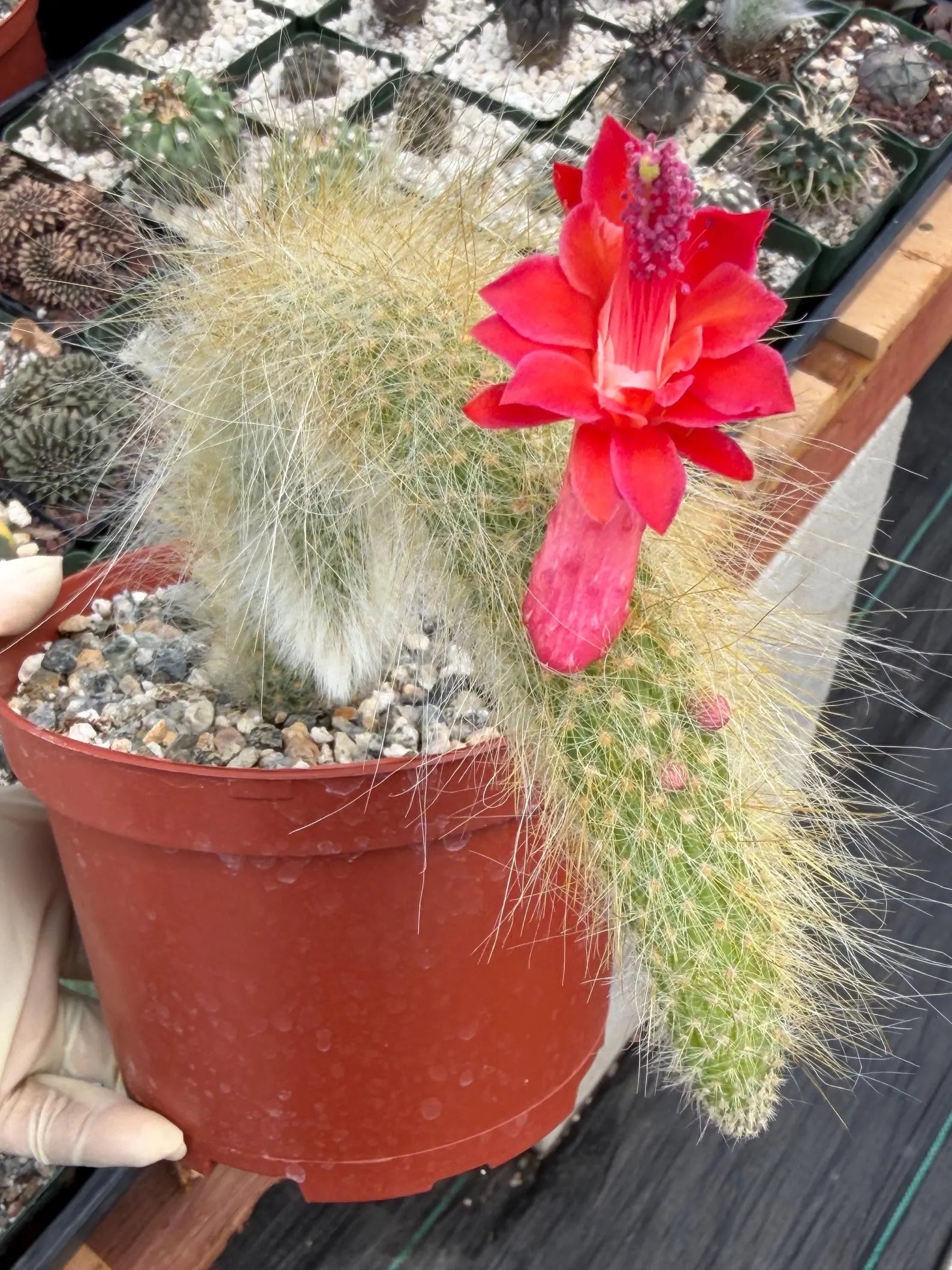 Hairy Monkey Tail Cactus with Pup #200 | Fuzzy Trailing Cactus