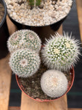 Large Mammillaria Cactus Set | Seed Grown Rare Live Cactus #936