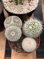 Large Mammillaria Cactus Set | Seed Grown Rare Live Cactus #936